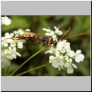 Rynchobanchus flavopictus  - Schlupfwespe m073c 15mm-fdet02.jpg